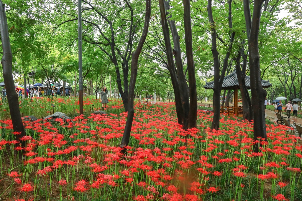 2023 상중이동 그린웨이 꽃무릇 축제 이미지(3)