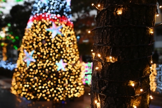 2025년 서구청 성탄트리 점등식 대표이미지